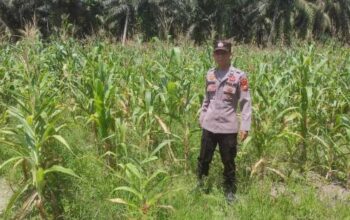 Tanaman Jagung Pipil Usia 65 Hari Dipantau Polsek Sabak Auh, Ketahanan Pangan Jadi Prioritas