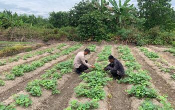 Polsek Tanah Merah Turun ke Sawah, Dukung Ketahanan Pangan Lewat Lahan Ubi Jalar 1 Hektar di Inhil