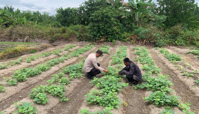 Polsek Tanah Merah Turun ke Sawah, Dukung Ketahanan Pangan Lewat Lahan Ubi Jalar 1 Hektar di Inhil