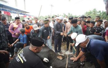 Kebersamaan Iduladha di Keritang, Bupati Herman Ikut Sembelih Sapi Qurban Presiden RI