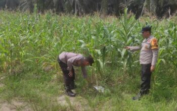 Bhabinkamtibmas Polsek Sabak Auh Pantau Perkembangan Tanaman Jagung Pipil Program Ketahanan Pangan