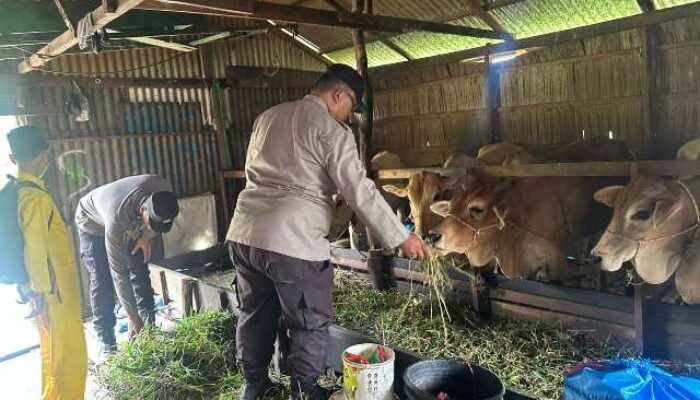 Dukung Swasembada Pangan, Personel KSKP Polres Inhil Berikan Penyuluhan kepada Peternak Sapi