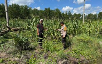 Polsek Tanah Merah Dampingi Petani Jagung Wujudkan Ketahanan Pangan di Desa Tekulai Bugis