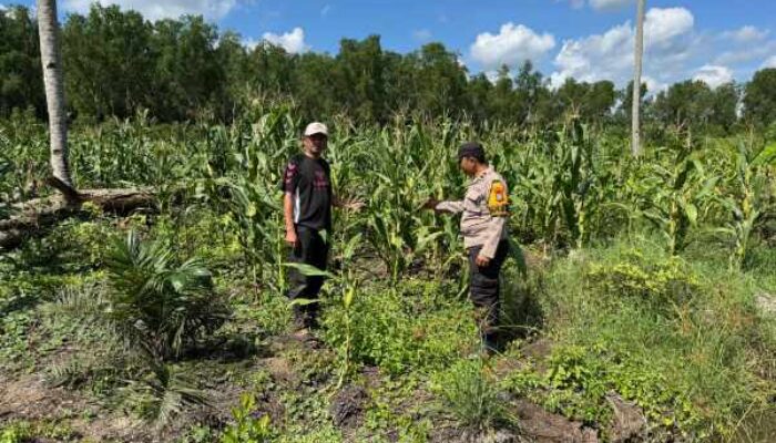 Polsek Tanah Merah Dampingi Petani Jagung Wujudkan Ketahanan Pangan di Desa Tekulai Bugis