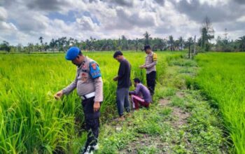 Polsek Tempuling Dukung Swasembada Pangan, Personel Cek Ketahanan Padi di Pangkalan Tujuh