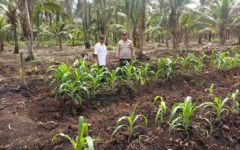 Bhabinkamtibmas Polsek Pelangiran Pantau Perkembangan Tanaman Jagung di Terusan Beringin Jaya