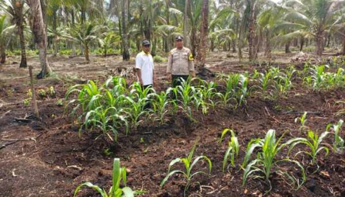 Bhabinkamtibmas Polsek Pelangiran Pantau Perkembangan Tanaman Jagung di Terusan Beringin Jaya