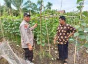 Dukung Ketahanan Pangan, Bhabinkamtibmas Pelangiran Pantau Perkembangan Kebun Mentimun Warga