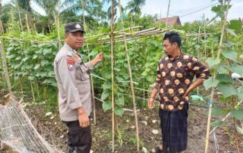 Dukung Ketahanan Pangan, Bhabinkamtibmas Pelangiran Pantau Perkembangan Kebun Mentimun Warga