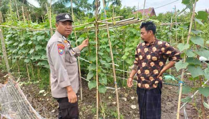 Dukung Ketahanan Pangan, Bhabinkamtibmas Pelangiran Pantau Perkembangan Kebun Mentimun Warga