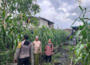 Tak Hanya Jaga Kamtibmas, Polisi di Kateman Aktif Bina Petani Jagung untuk Perkuat Ketahanan Pangan