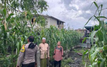 Tak Hanya Jaga Kamtibmas, Polisi di Kateman Aktif Bina Petani Jagung untuk Perkuat Ketahanan Pangan