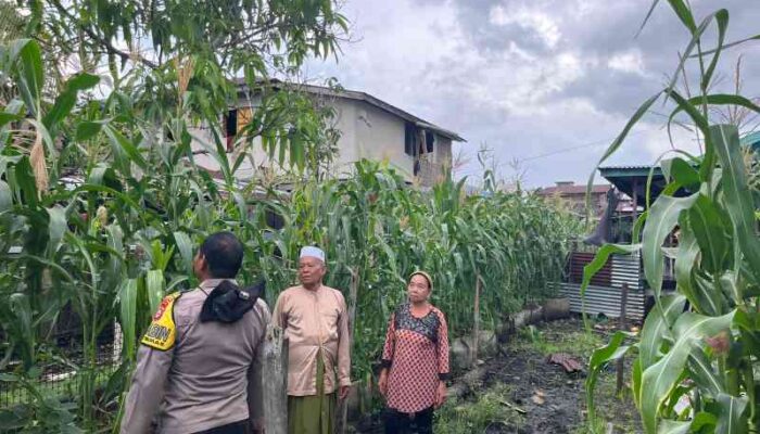 Tak Hanya Jaga Kamtibmas, Polisi di Kateman Aktif Bina Petani Jagung untuk Perkuat Ketahanan Pangan