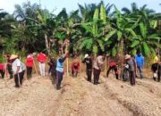 Polsek Tempuling dan BUMDes Rahmat Tanam Jagung, Dukung Swasembada Pangan