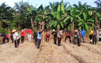 Polsek Tempuling dan BUMDes Rahmat Tanam Jagung, Dukung Swasembada Pangan