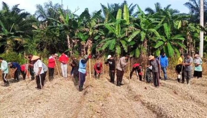 Polsek Tempuling dan BUMDes Rahmat Tanam Jagung, Dukung Swasembada Pangan