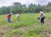 Bhabinkamtibmas Air Tawar Monitoring Perawatan Jagung 1,5 Hektar Dukung Ketahanan Pangan Asta Cita