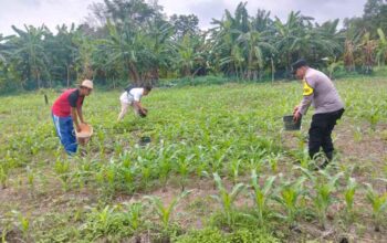 Bhabinkamtibmas Air Tawar Monitoring Perawatan Jagung 1,5 Hektar Dukung Ketahanan Pangan Asta Cita
