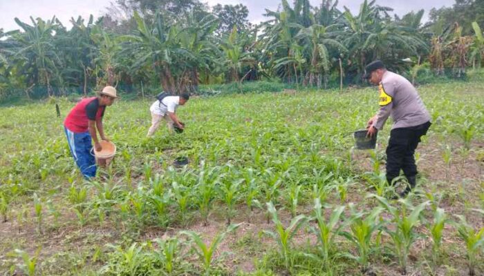 Bhabinkamtibmas Air Tawar Monitoring Perawatan Jagung 1,5 Hektar Dukung Ketahanan Pangan Asta Cita