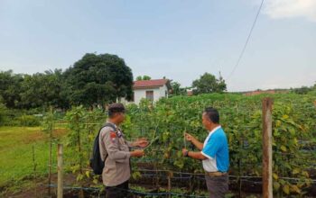 Pemupukan Rutin Dongkrak Pertumbuhan Kacang Panjang di Desa Rotan Semelur