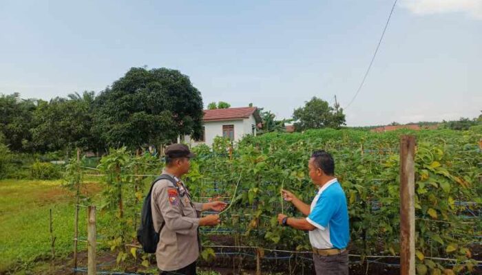 Pemupukan Rutin Dongkrak Pertumbuhan Kacang Panjang di Desa Rotan Semelur