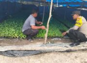 Polsek Tempuling Laksanakan Pengecekan Ketahanan Pangan Dukung Program Swasembada Pangan Polda Riau