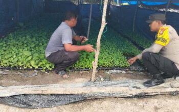 Polsek Tempuling Laksanakan Pengecekan Ketahanan Pangan Dukung Program Swasembada Pangan Polda Riau