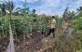 Bhabinkamtibmas Polsek Pelangiran Pantau Perkembangan Tanaman Gambas di Desa Tagagiri Tama Jaya