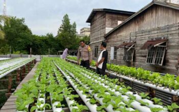Polsek Kateman Dampingi Petani Tagaraja Rawat Tanaman Sawi Dukung Ketahanan Pangan