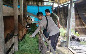 Dukung Swasembada Pangan, Personel KSKP Polres Inhil Turun Langsung Bina Peternak Sapi