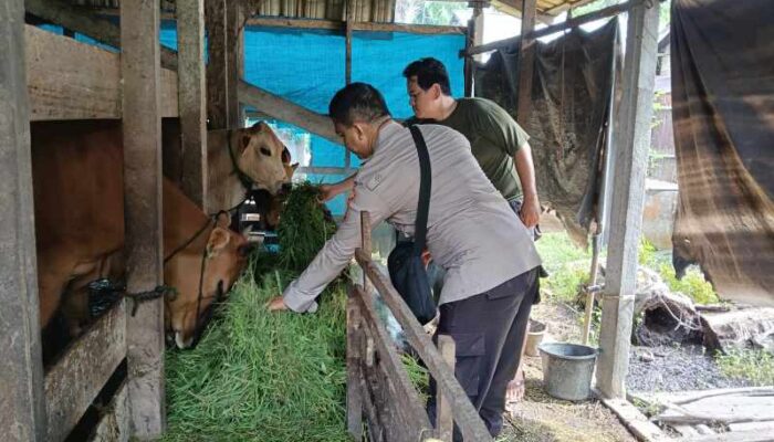 Dukung Swasembada Pangan, Personel KSKP Polres Inhil Turun Langsung Bina Peternak Sapi