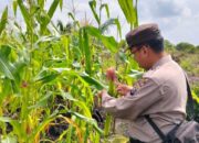 Menuju Swasembada Pangan, Polsek Pelangiran Intensif Monitoring Tanaman Jagung Seluas 1 Hektare