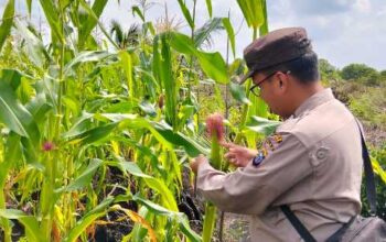 Menuju Swasembada Pangan, Polsek Pelangiran Intensif Monitoring Tanaman Jagung Seluas 1 Hektare