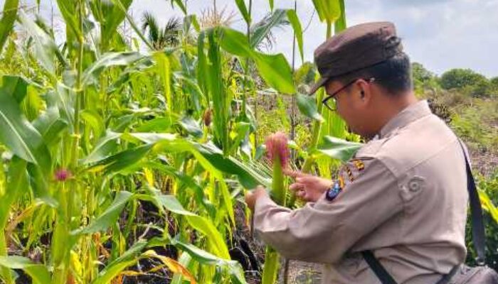 Menuju Swasembada Pangan, Polsek Pelangiran Intensif Monitoring Tanaman Jagung Seluas 1 Hektare