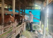 Polsek KSKP Polres Inhil Dukung Swasembada Pangan Lewat Penyuluhan Peternak Sapi