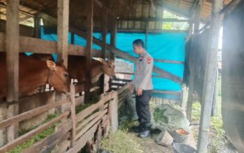Polsek KSKP Polres Inhil Dukung Swasembada Pangan Lewat Penyuluhan Peternak Sapi