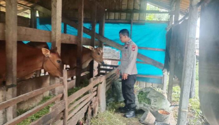 Polsek KSKP Polres Inhil Dukung Swasembada Pangan Lewat Penyuluhan Peternak Sapi
