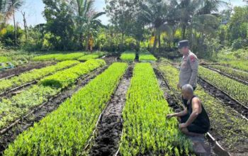 Polsek Kateman Dampingi Perawatan Tanaman Kangkung, Dukung Ketahanan Pangan di Tagaraja