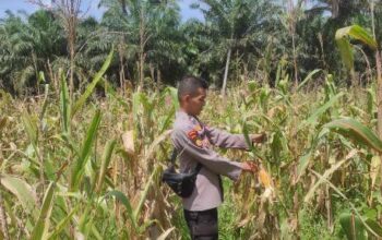 Polsek Sabak Auh Pantau Lahan Jagung Pipil Program Asta Cita, Pertumbuhan Masih Terpantau Baik