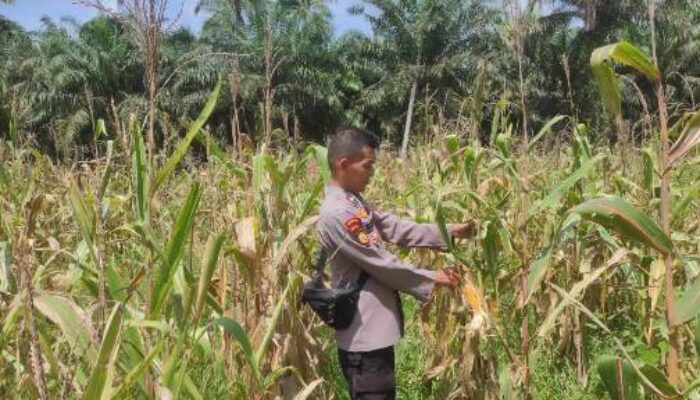 Polsek Sabak Auh Pantau Lahan Jagung Pipil Program Asta Cita, Pertumbuhan Masih Terpantau Baik