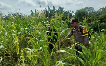 Polsek Pelangiran Pantau Perkembangan Jagung Warga di Rotan Semelur, Tanaman Tumbuh Subur