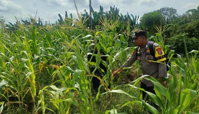 Polsek Pelangiran Pantau Perkembangan Jagung Warga di Rotan Semelur, Tanaman Tumbuh Subur