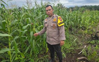 Dukung Ketahanan Pangan, Polisi dan Perangkat Desa Cek Perkembangan Jagung Usia 8 Minggu di Pelangiran