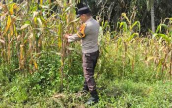Kapolsek Sabak Auh Tinjau Lahan Jagung Pipil Program Asta Cita di Siak, Pastikan Pertumbuhan Tanaman Optimal