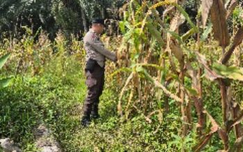 Bhabinkamtibmas Polsek Sabak Auh Pantau Pertumbuhan Jagung Pipil di Lahan UPTD Pertanian