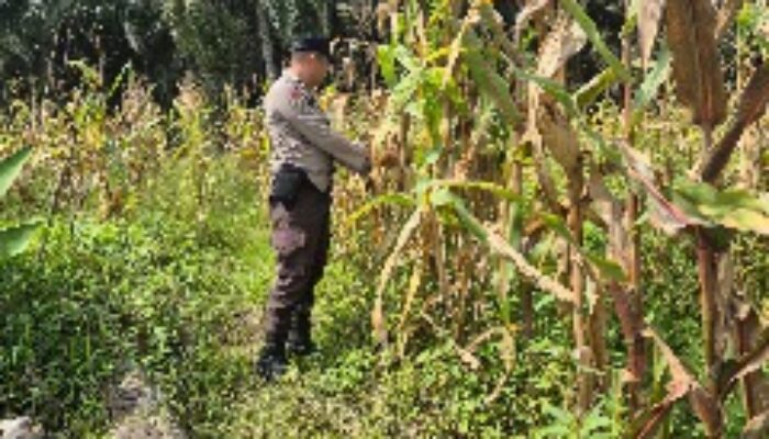 Bhabinkamtibmas Polsek Sabak Auh Pantau Pertumbuhan Jagung Pipil di Lahan UPTD Pertanian