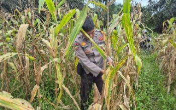 Polri Hadir untuk Ketahanan Pangan, Bhabinkamtibmas Sabak Auh Cek Lahan Jagung Pipil Seluas 1 Hektare