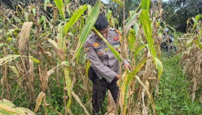 Polri Hadir untuk Ketahanan Pangan, Bhabinkamtibmas Sabak Auh Cek Lahan Jagung Pipil Seluas 1 Hektare
