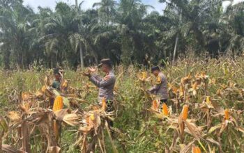 Usia Tanaman Capai 95 Hari, Jagung Program Asta Cita di Sabak Auh Diprediksi Panen Pekan Depan