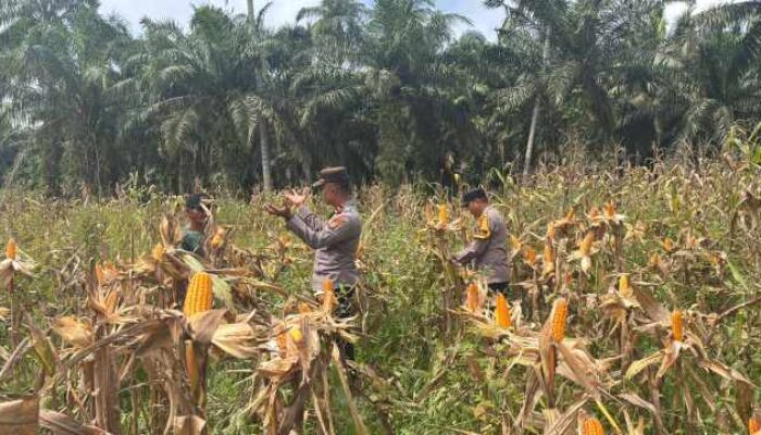 Usia Tanaman Capai 95 Hari, Jagung Program Asta Cita di Sabak Auh Diprediksi Panen Pekan Depan